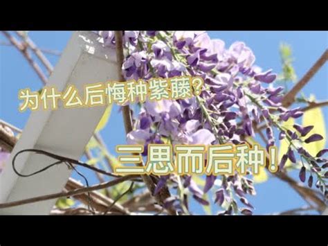 紫藤花 風水|【紫藤花風水】紫藤風水禁忌 